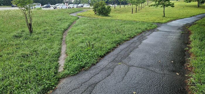 Desire Path In Sapporo, Japan—Nature Meets Shortcut