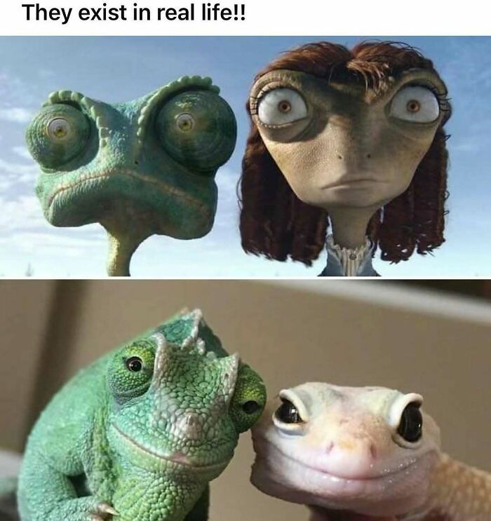 64 Random Silly Memes That’ll Totally Make Your Day Better