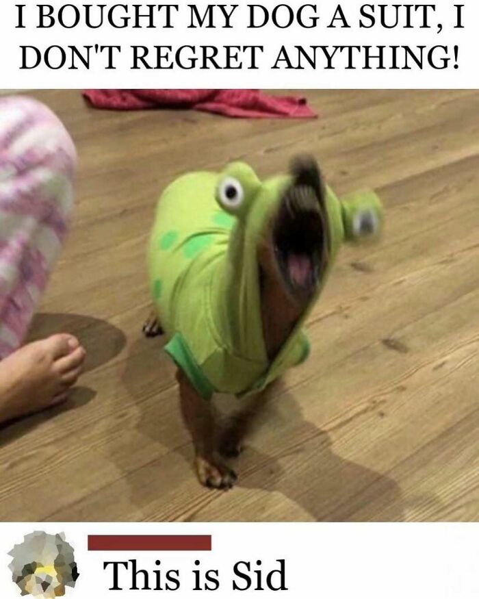 64 Random Silly Memes That’ll Totally Make Your Day Better