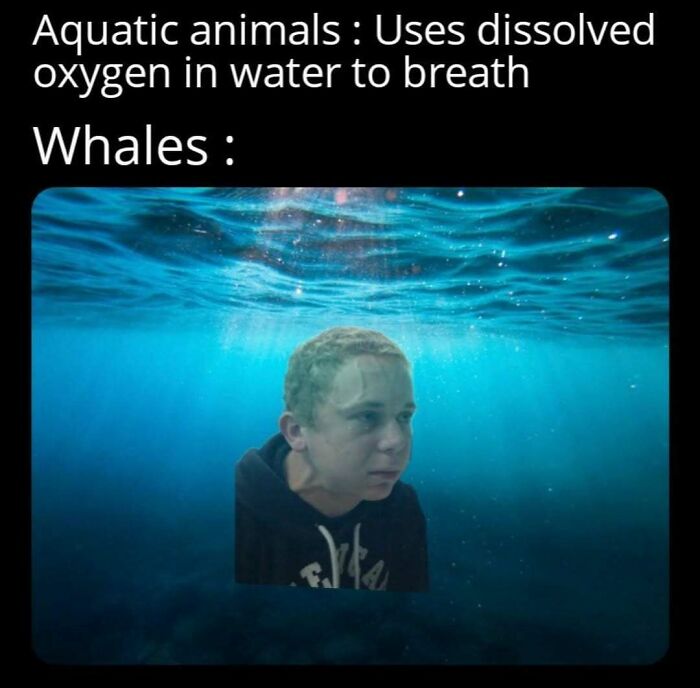 64 Random Silly Memes That’ll Totally Make Your Day Better