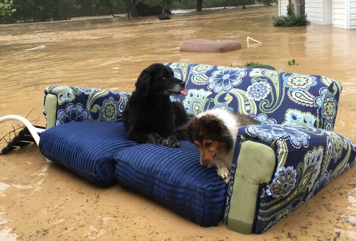 Two Dogs Floating on a Couch During a Flood. Yep, It’s a Thing