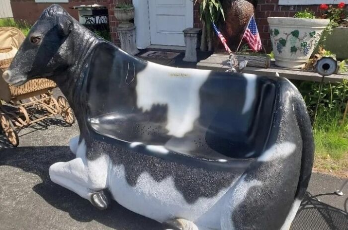 Cowch or Couch? You Decide!