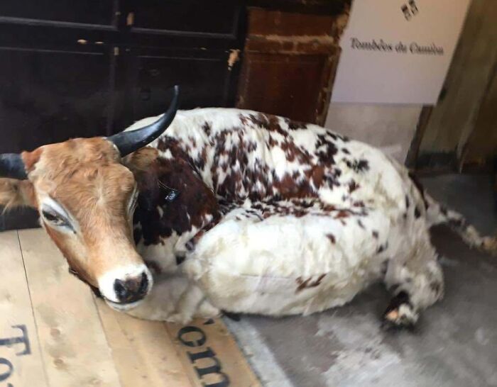 Cow Hide Couch – Udderly Comfortable?