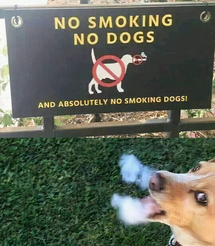 Mad Dog Energy: Madlad Level Over 9000