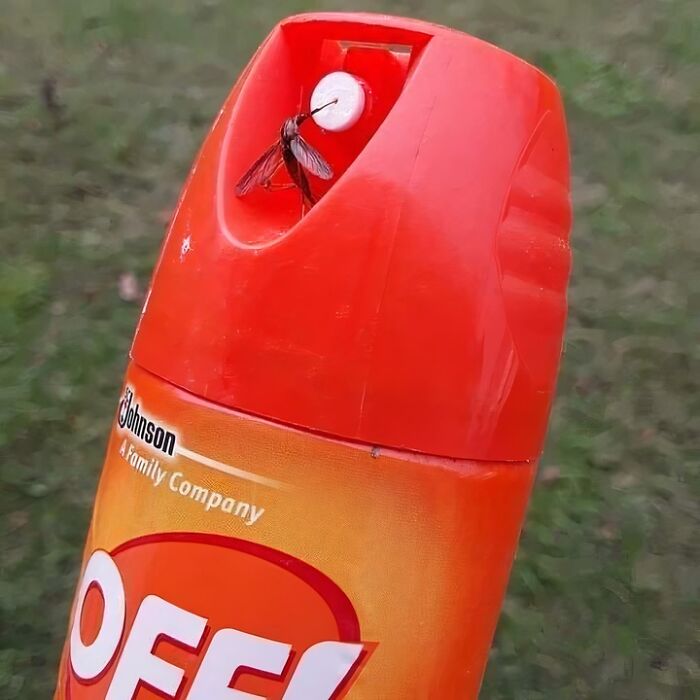 This Mosquito Is Basically A Madlad Assassin