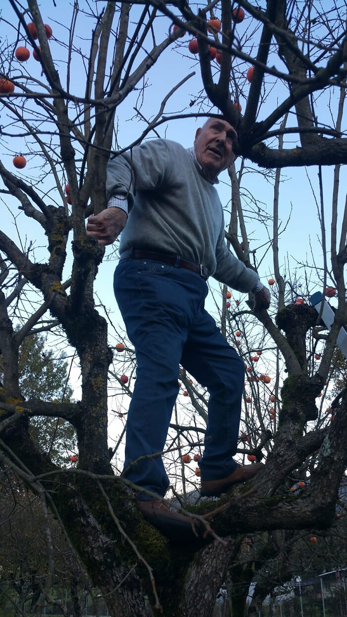 My Grandpa’s 94 And Still Climbing Trees For Mandarins. What A Madlad!