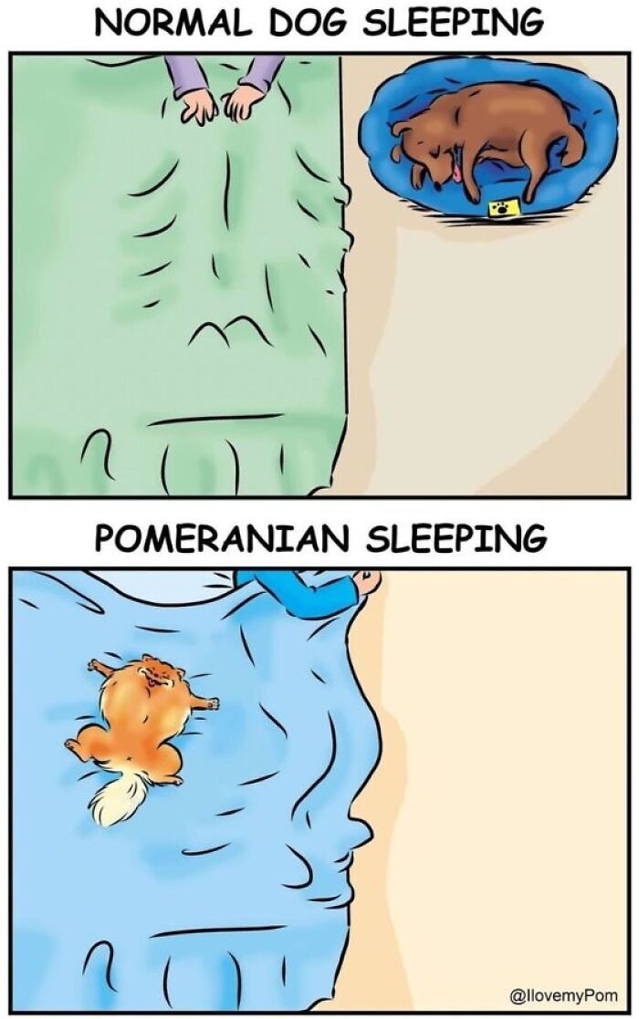 These Hilarious Comics Totally Nail Life With a Pomeranian (Prepare to LOL)