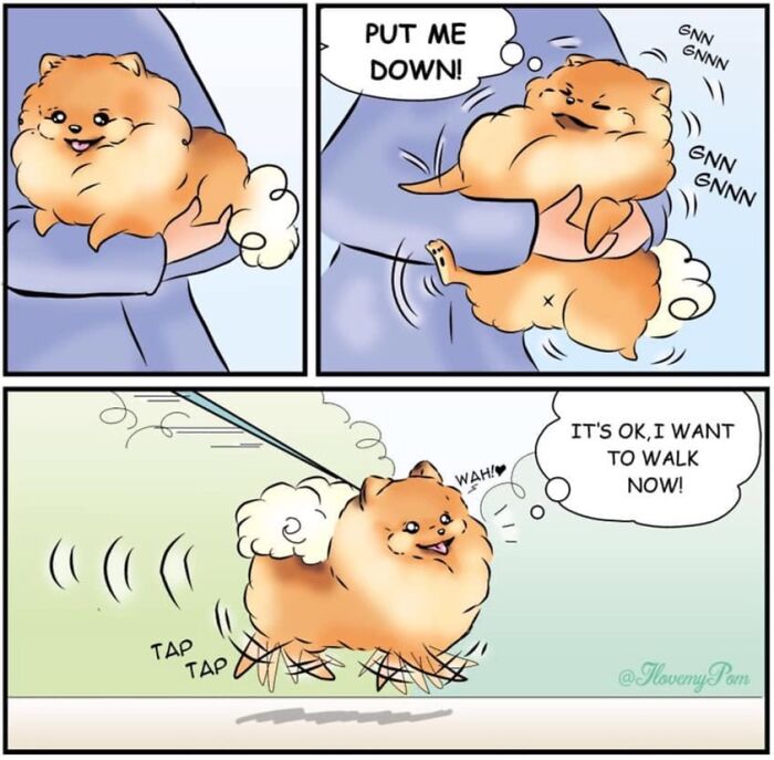 These Hilarious Comics Totally Nail Life With a Pomeranian (Prepare to LOL)