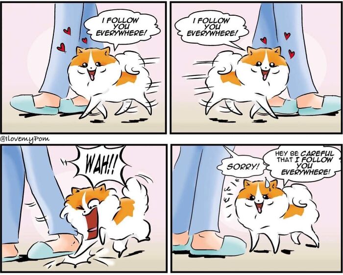 These Hilarious Comics Totally Nail Life With a Pomeranian (Prepare to LOL)