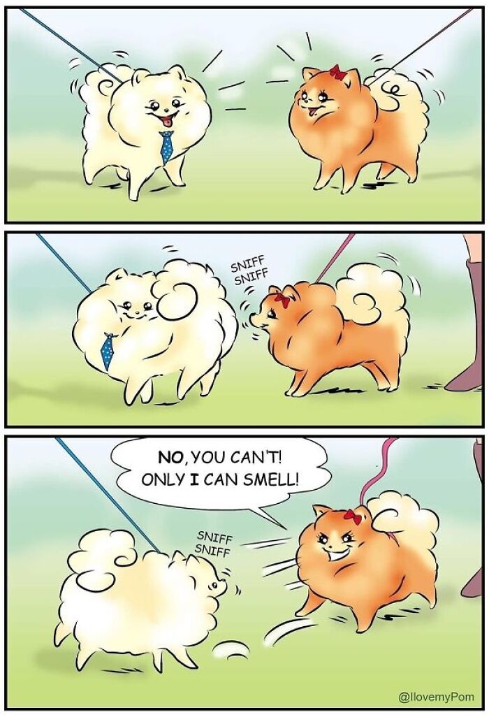 These Hilarious Comics Totally Nail Life With a Pomeranian (Prepare to LOL)