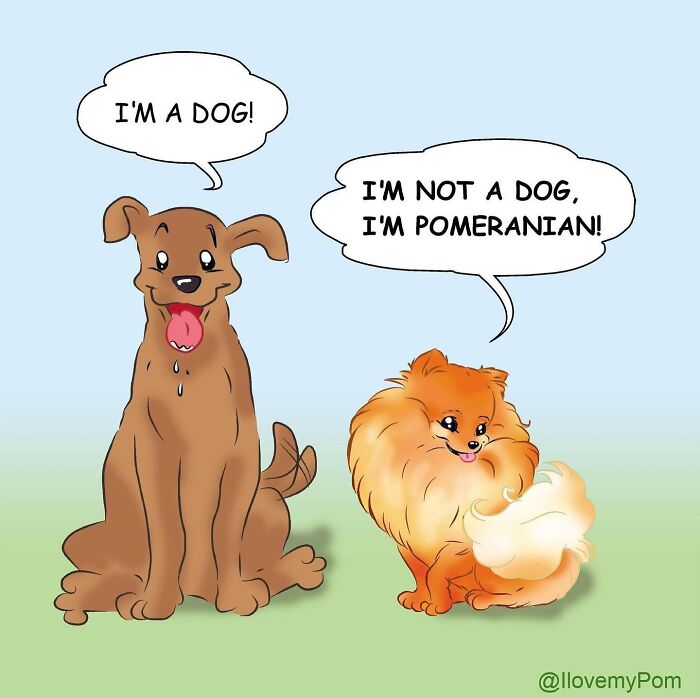 These Hilarious Comics Totally Nail Life With a Pomeranian (Prepare to LOL)