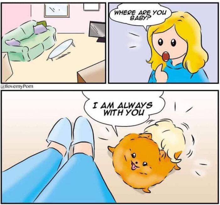 These Hilarious Comics Totally Nail Life With a Pomeranian (Prepare to LOL)