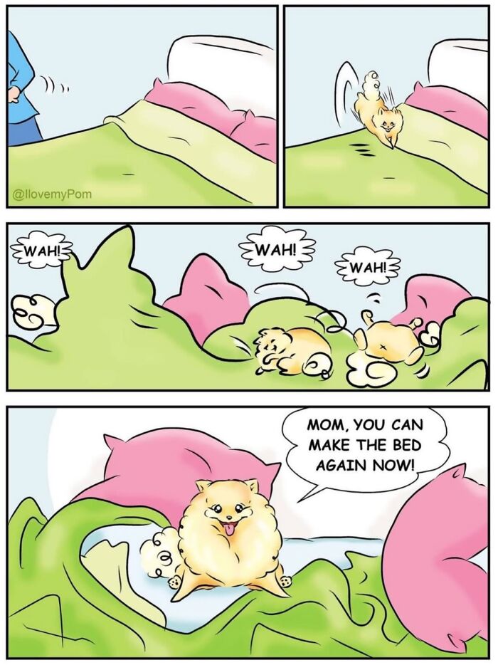 These Hilarious Comics Totally Nail Life With a Pomeranian (Prepare to LOL)