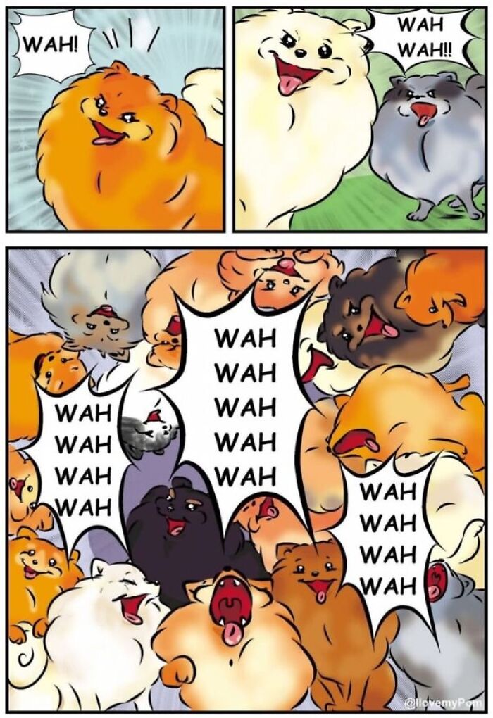These Hilarious Comics Totally Nail Life With a Pomeranian (Prepare to LOL)
