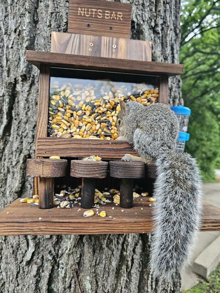 Spruce Up Dad’s Backyard With A Squirrel Feeder Nut Bar—Nature Meets Entertainment