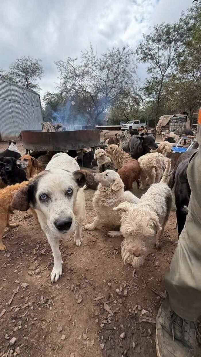 Meet the Guy Who’s Basically a Dog’s Best Friend to 600+ Pups