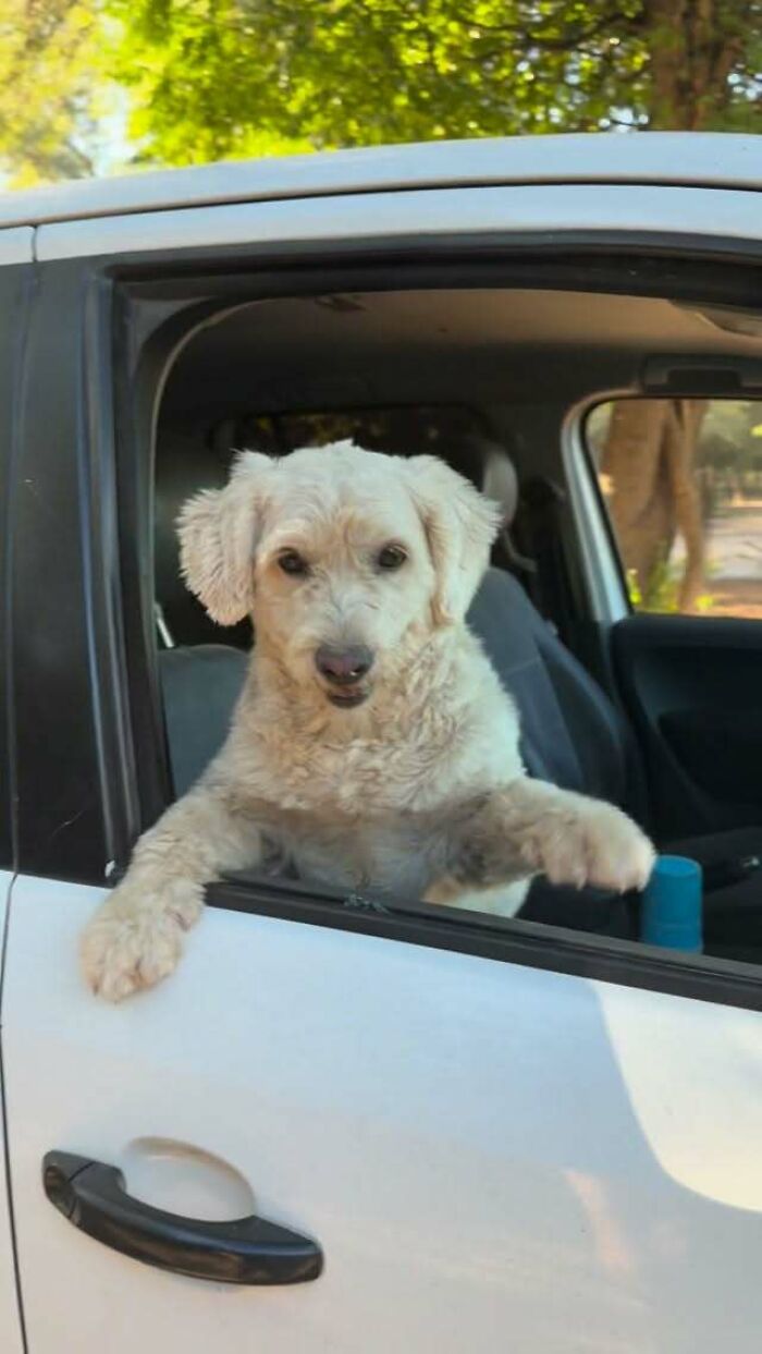 Meet the Guy Who’s Basically a Dog’s Best Friend to 600+ Pups