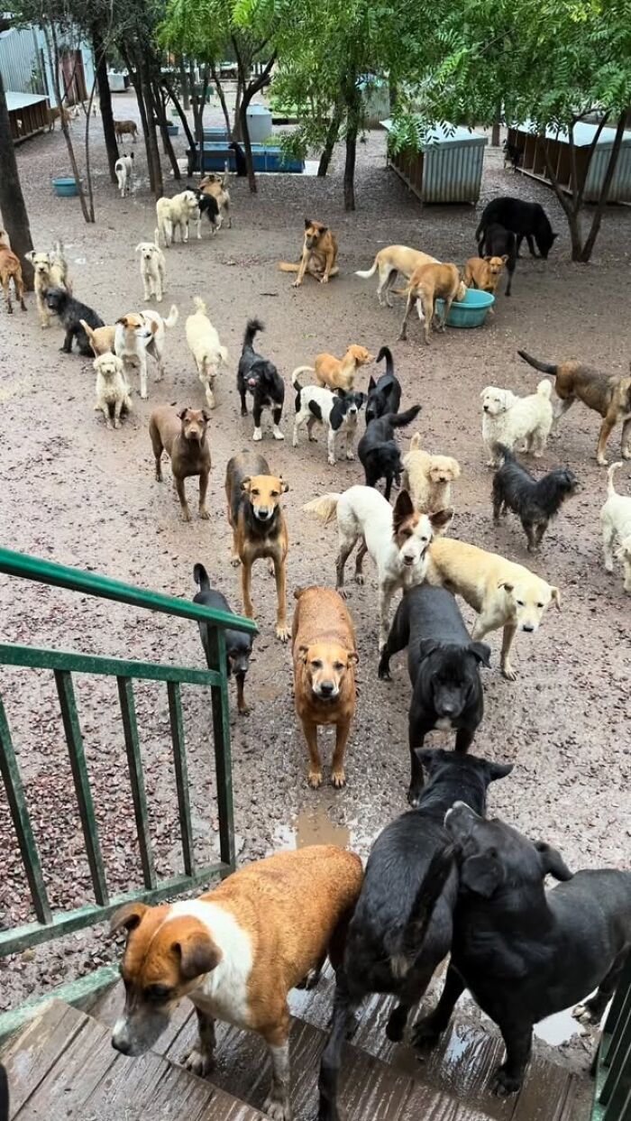 Meet the Guy Who’s Basically a Dog’s Best Friend to 600+ Pups
