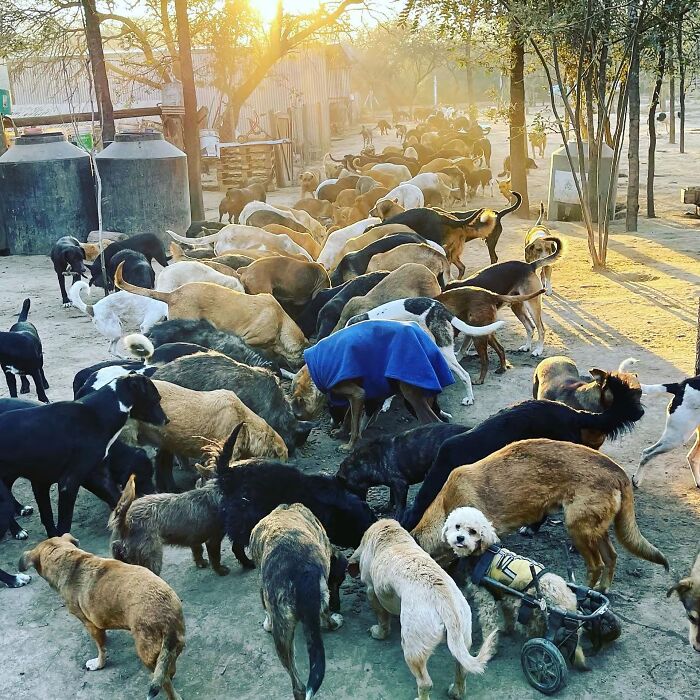 Meet the Guy Who’s Basically a Dog’s Best Friend to 600+ Pups