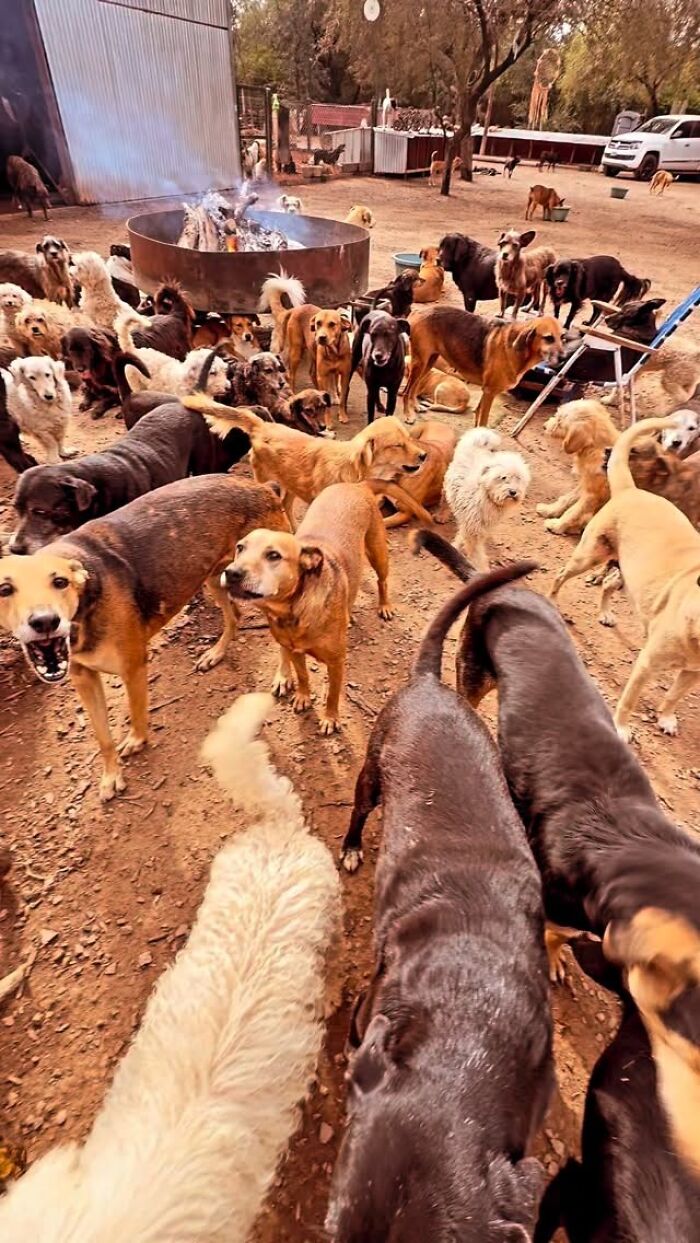 Meet the Guy Who’s Basically a Dog’s Best Friend to 600+ Pups