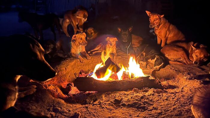 Meet the Guy Who’s Basically a Dog’s Best Friend to 600+ Pups