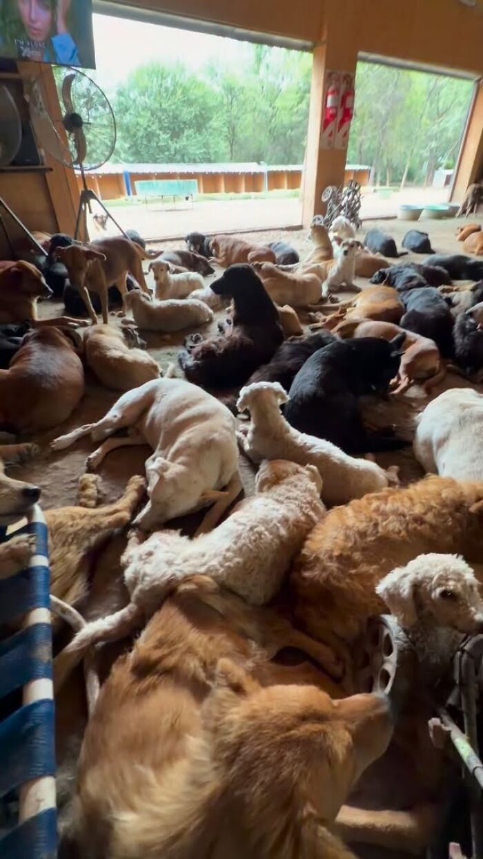 Meet the Guy Who’s Basically a Dog’s Best Friend to 600+ Pups
