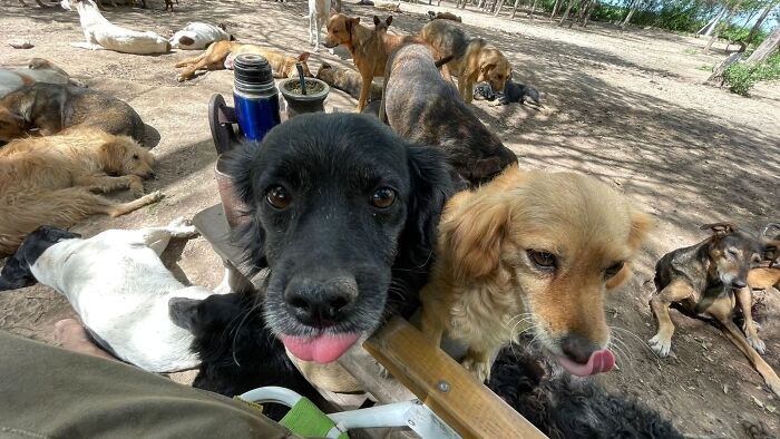 Meet the Guy Who’s Basically a Dog’s Best Friend to 600+ Pups