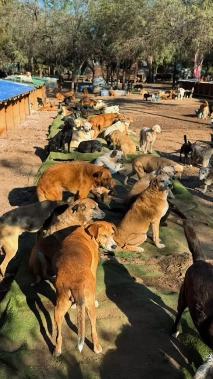 Meet the Guy Who’s Basically a Dog’s Best Friend to 600+ Pups