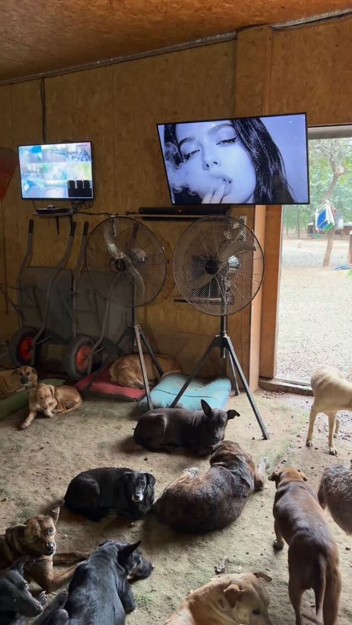 Meet the Guy Who’s Basically a Dog’s Best Friend to 600+ Pups