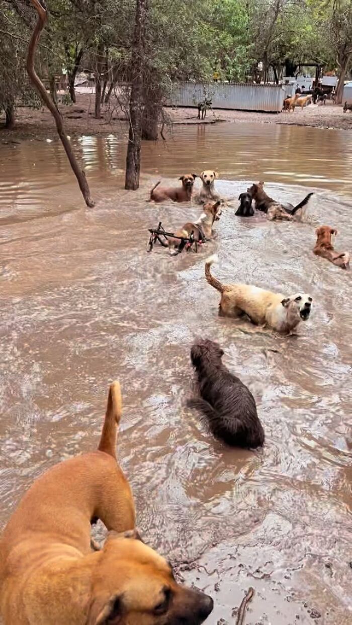 Meet the Guy Who’s Basically a Dog’s Best Friend to 600+ Pups