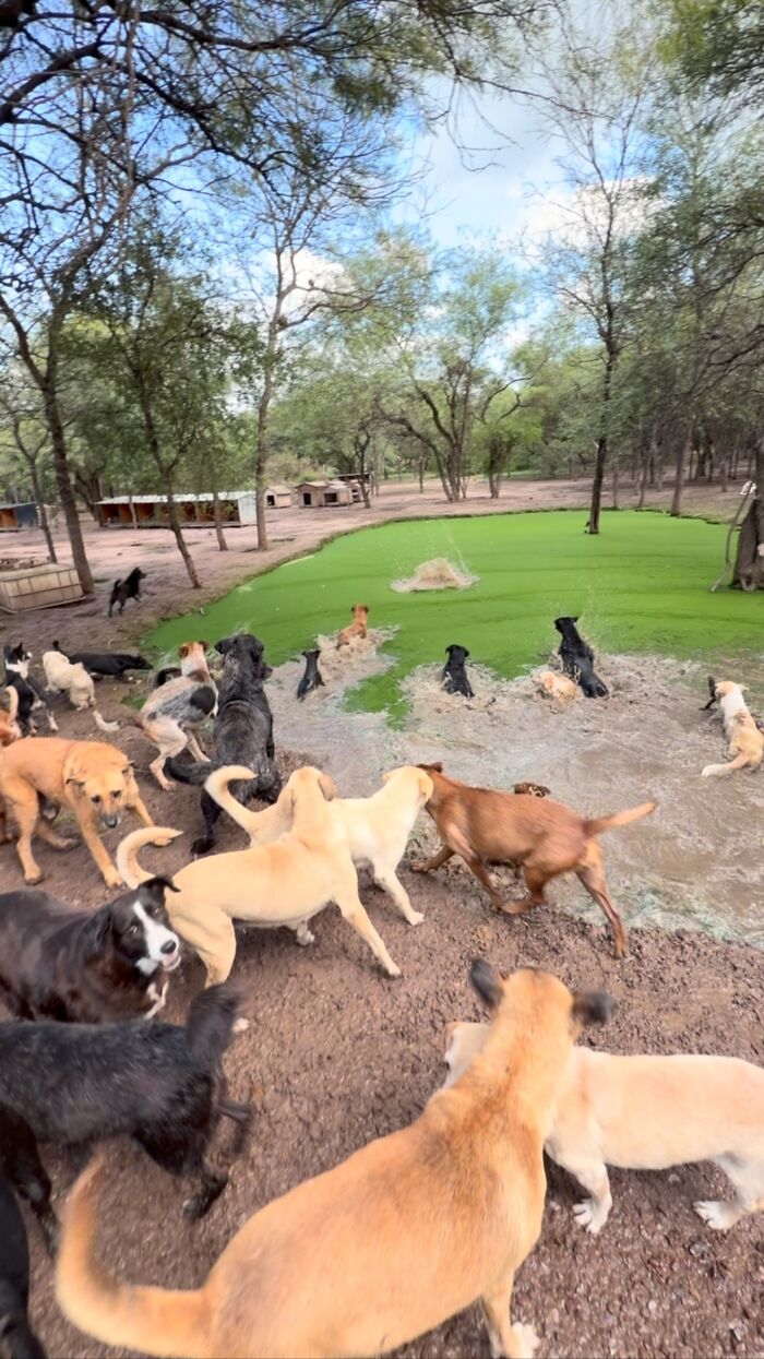Meet the Guy Who’s Basically a Dog’s Best Friend to 600+ Pups