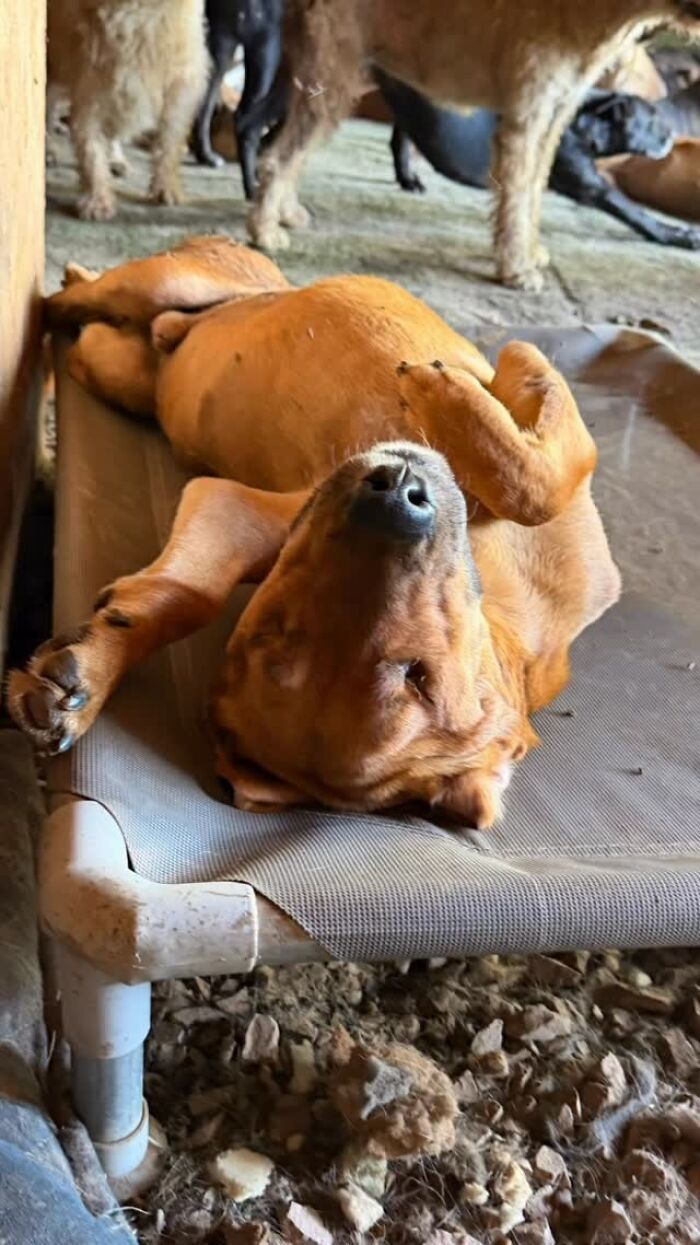 Meet the Guy Who’s Basically a Dog’s Best Friend to 600+ Pups