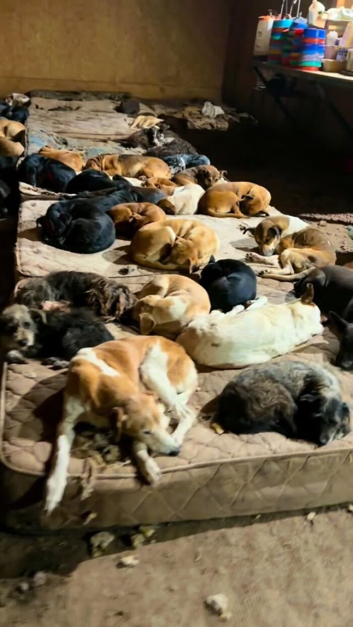 Meet the Guy Who’s Basically a Dog’s Best Friend to 600+ Pups