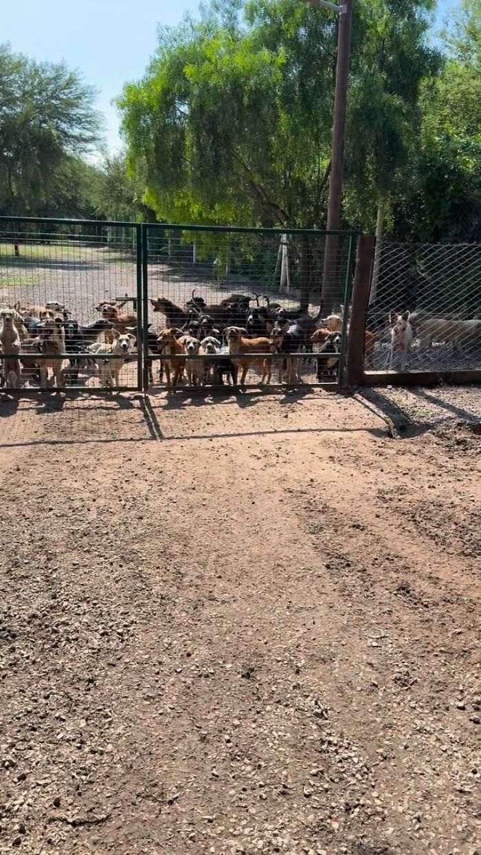 Meet the Guy Who’s Basically a Dog’s Best Friend to 600+ Pups