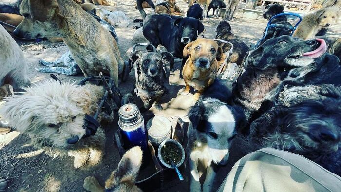Meet the Guy Who’s Basically a Dog’s Best Friend to 600+ Pups