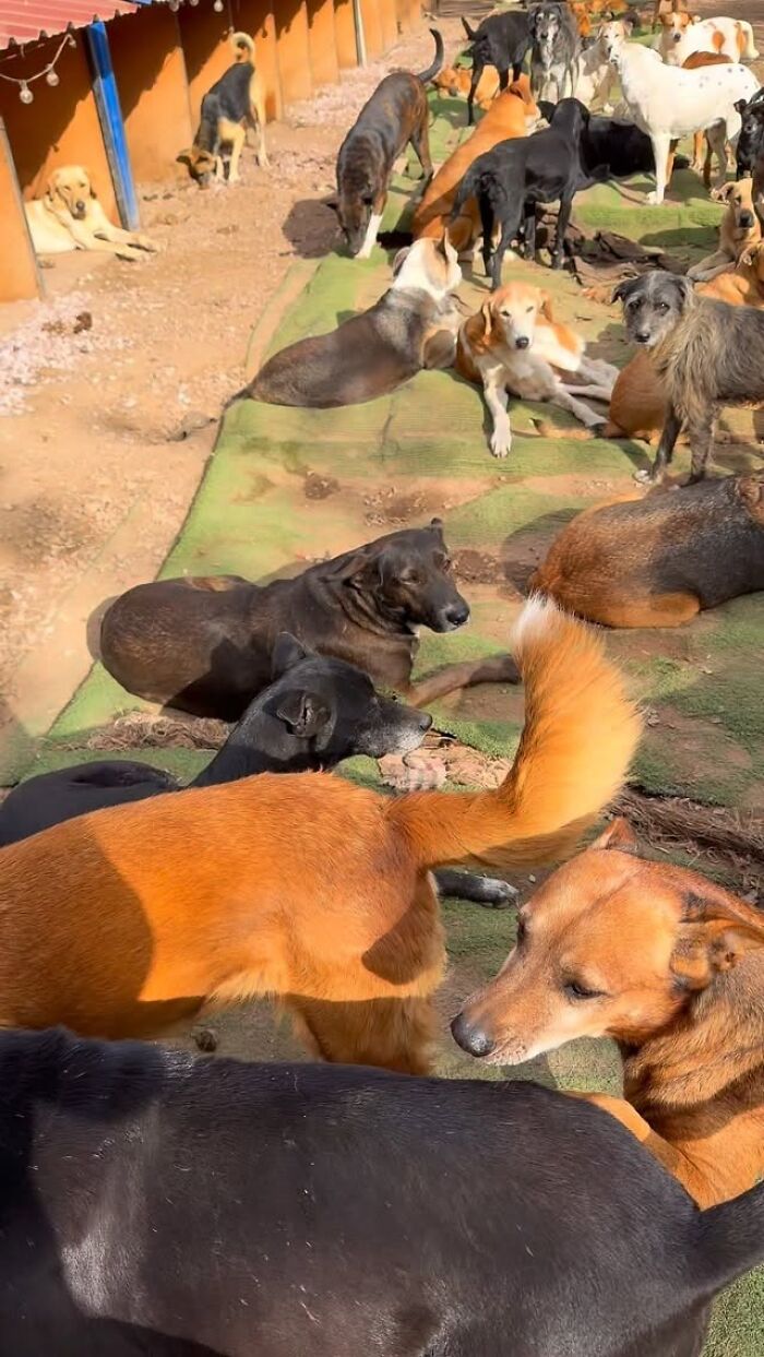 Meet the Guy Who’s Basically a Dog’s Best Friend to 600+ Pups