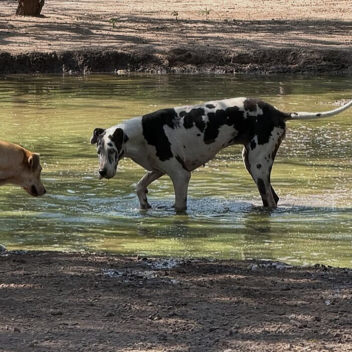 Meet the Guy Who’s Basically a Dog’s Best Friend to 600+ Pups