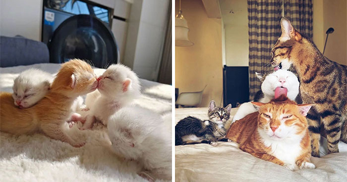 63 Cat Pics So Cute They’ll Totally Make Your Day Better