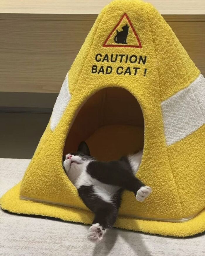 63 Cat Pics So Cute They’ll Totally Make Your Day Better