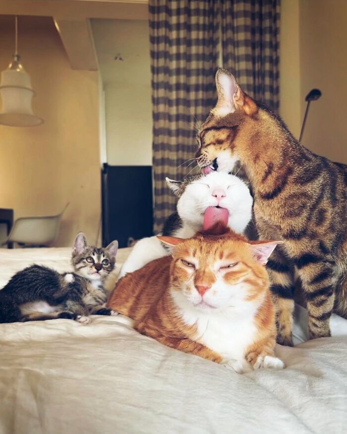 63 Cat Pics So Cute They’ll Totally Make Your Day Better