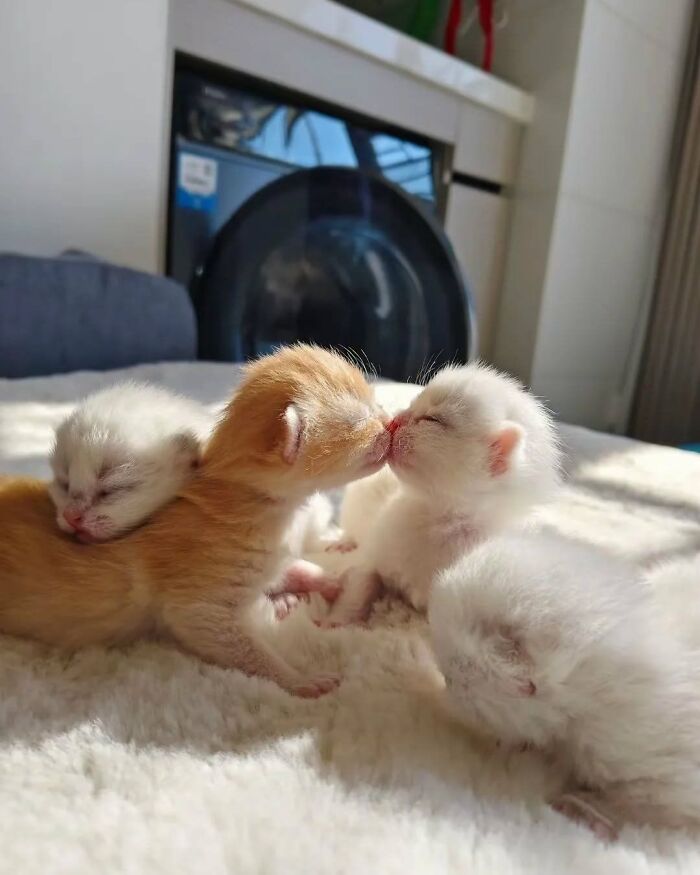 63 Cat Pics So Cute They’ll Totally Make Your Day Better
