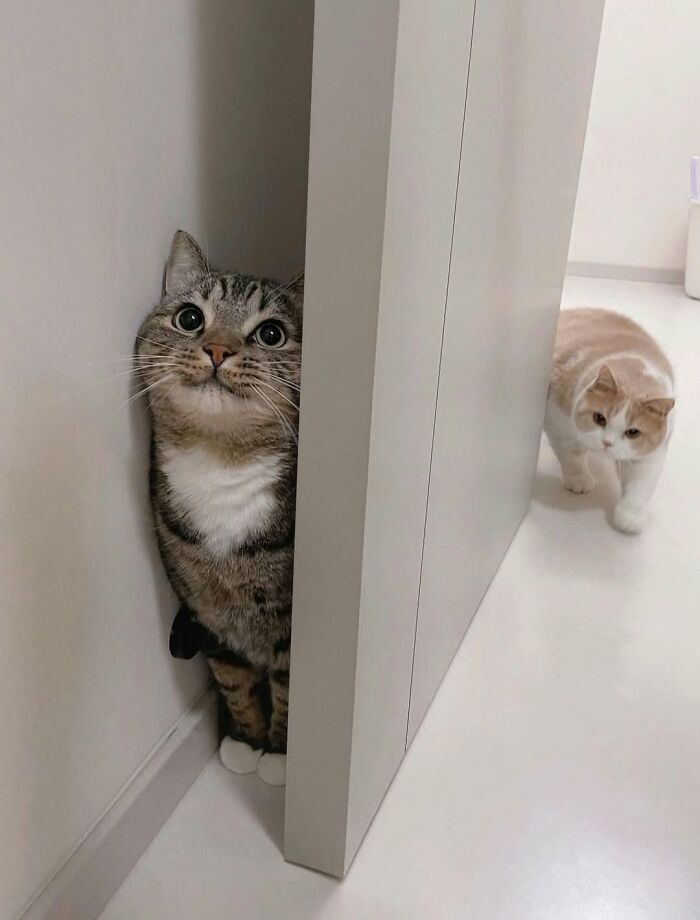 63 Cat Pics So Cute They’ll Totally Make Your Day Better