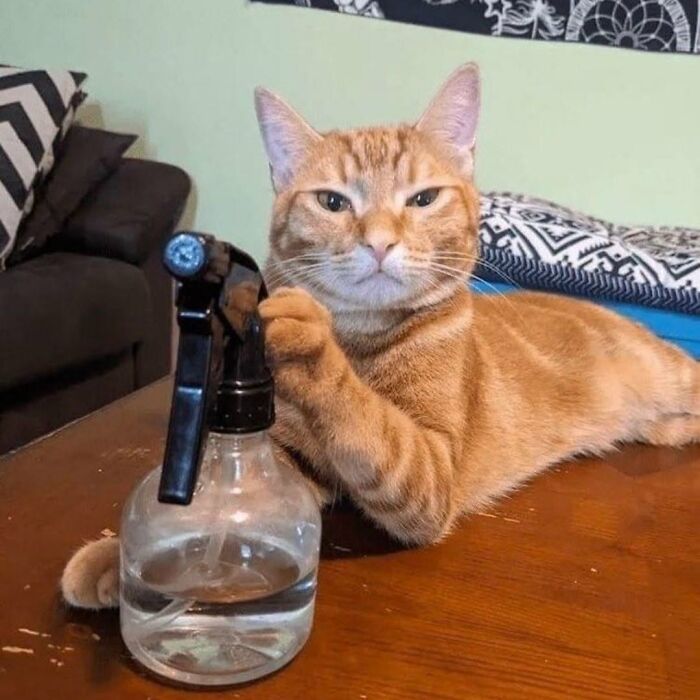 63 Cat Pics So Cute They’ll Totally Make Your Day Better