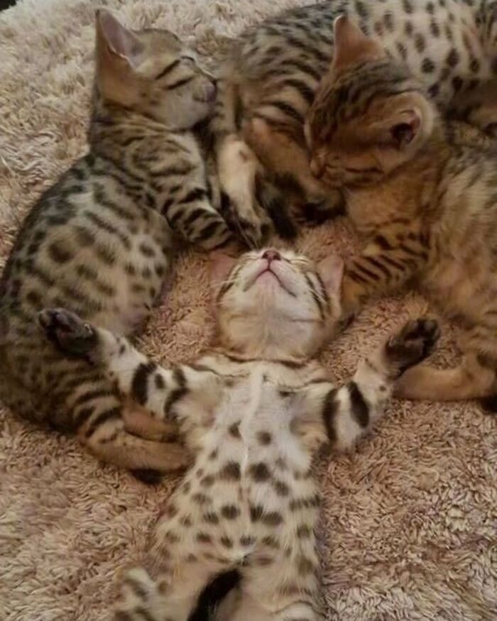 63 Cat Pics So Cute They’ll Totally Make Your Day Better