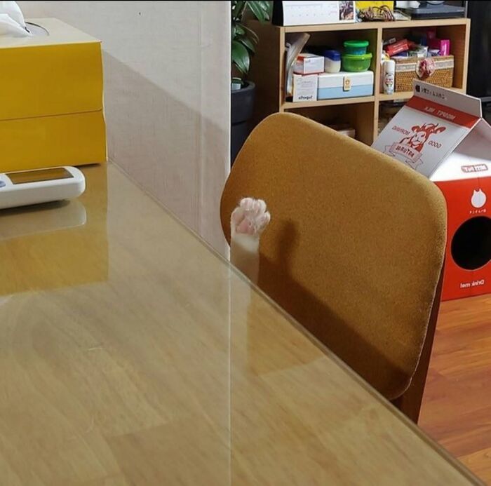 63 Cat Pics So Cute They’ll Totally Make Your Day Better