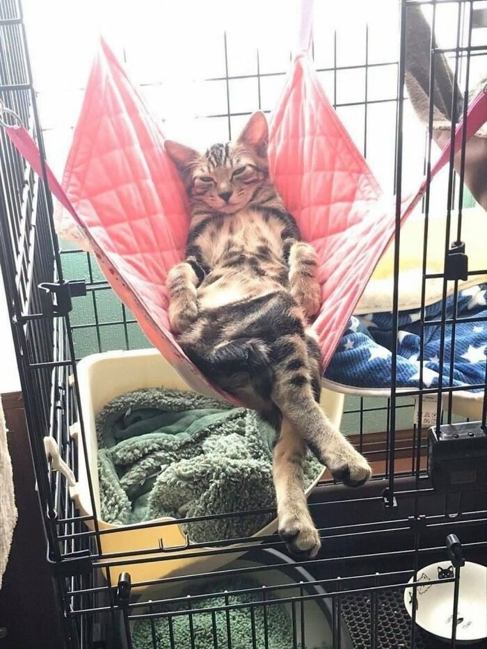 63 Cat Pics So Cute They’ll Totally Make Your Day Better
