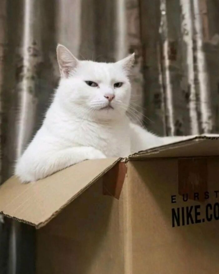63 Cat Pics So Cute They’ll Totally Make Your Day Better
