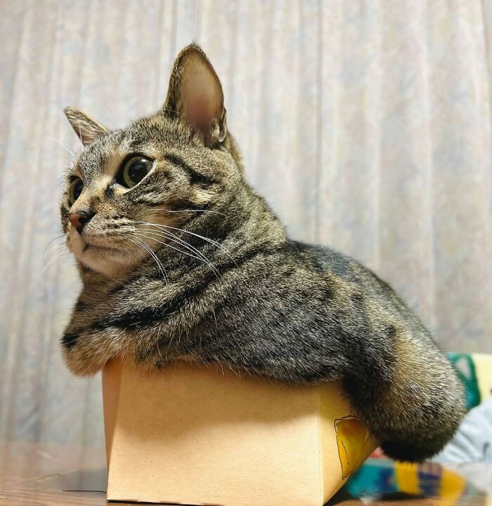 63 Cat Pics So Cute They’ll Totally Make Your Day Better