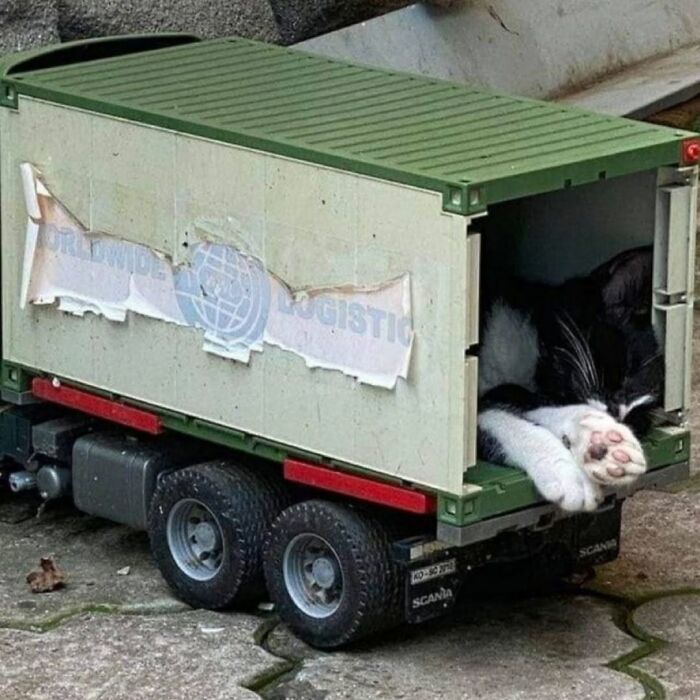 63 Cat Pics So Cute They’ll Totally Make Your Day Better