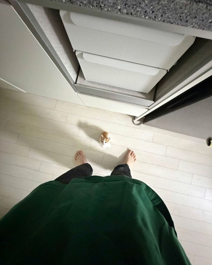 63 Cat Pics So Cute They’ll Totally Make Your Day Better